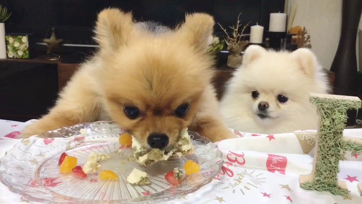 buddy (@shurigurl) on Twitter photo 