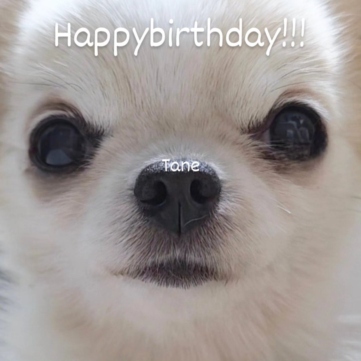 o12_mary's tweet photo. こんにちはたねちゃん。

Happybirthday!!!
ハッピーバレンタイン！

お誕生日おめでとう https://t.co/EMpHBY2o3R