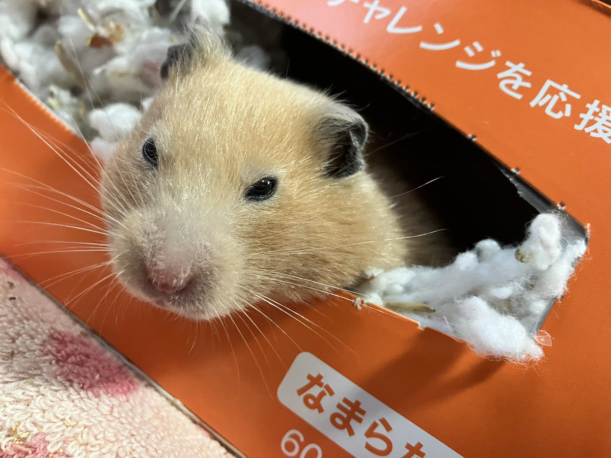 ネズミ🐹 tweet media