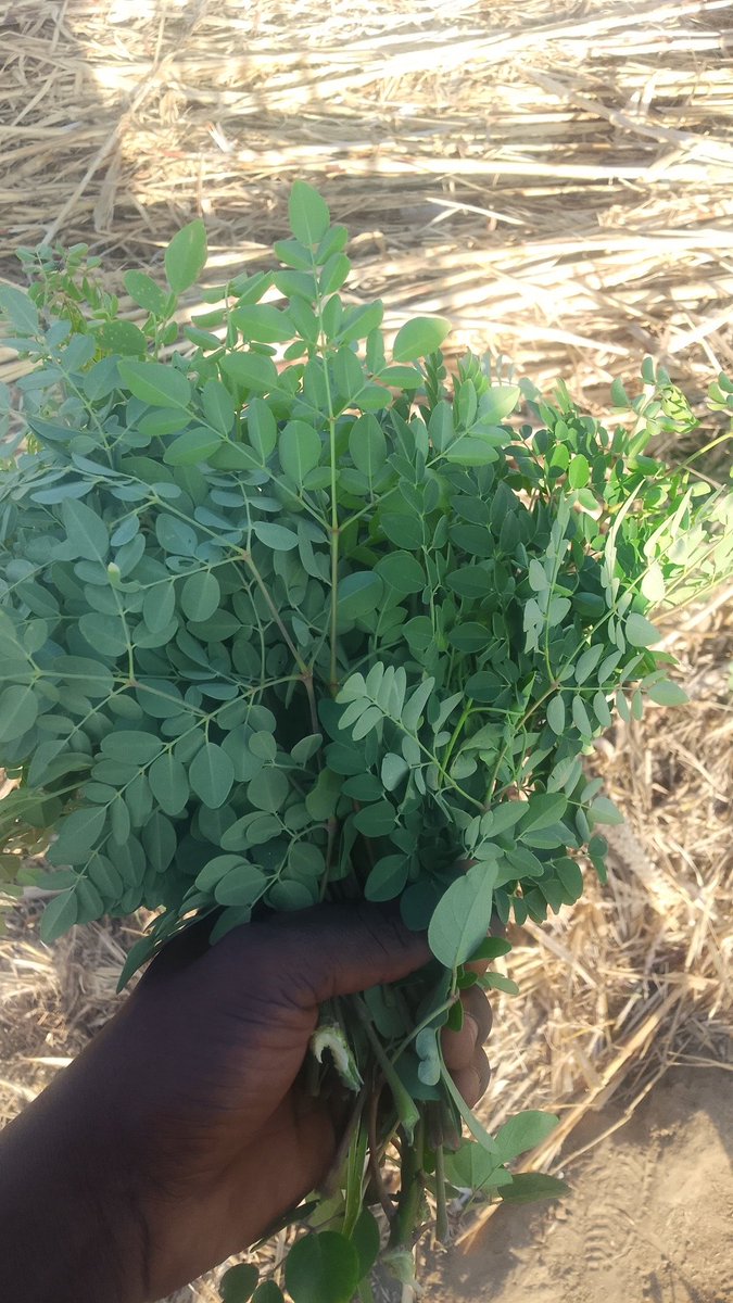 Good morning from this side.
<a href="/yenyenpurehoney/">Yen yen 🥰</a> I'm new to onion farming enlight me more if you've knowledge on ☺️🤝