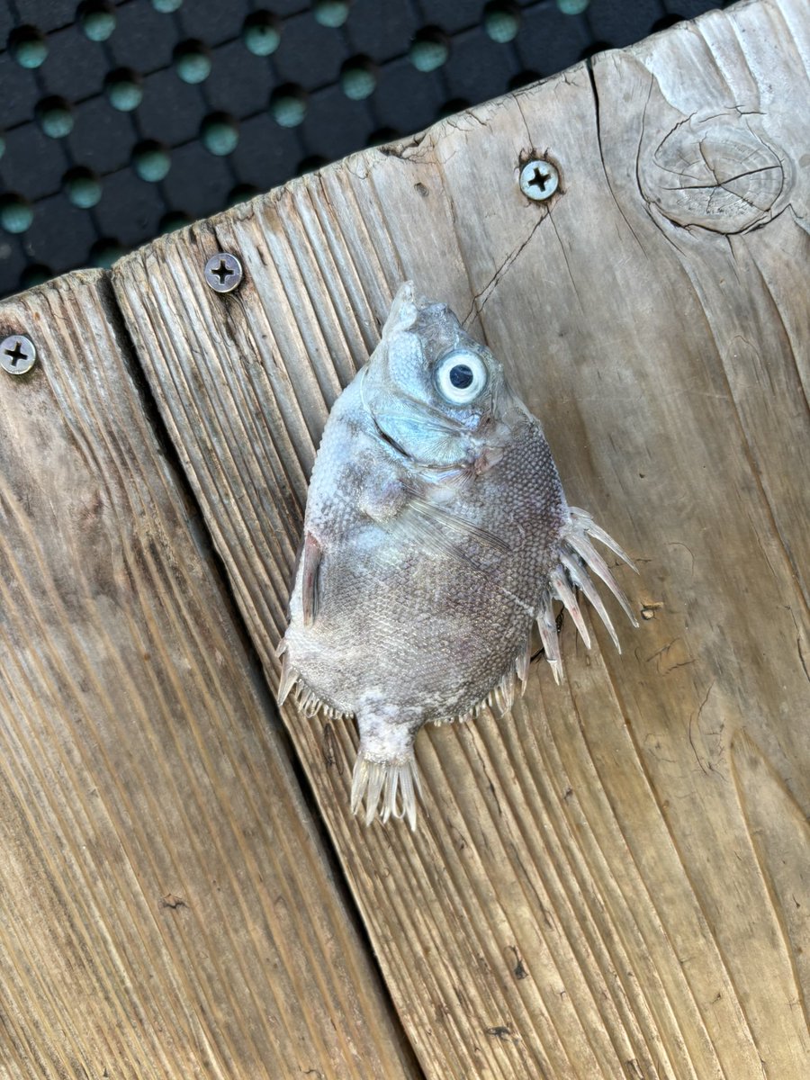 ハチジョウアカムツのゲボ
#深海魚