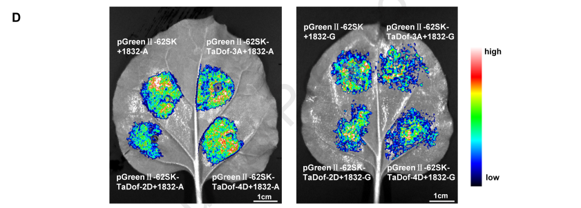Low temperature releases wheat seed dormancy via the TaDof-2D–miR1832–TaP450-7A module. Whole-transcriptome sequencing, germination assays, Y1H, EMSA, dual-LUC and physiological analyses reveal regulation of α-amylase activity and ABA/GA pathways.doi.org/10.1016/j.xplc…