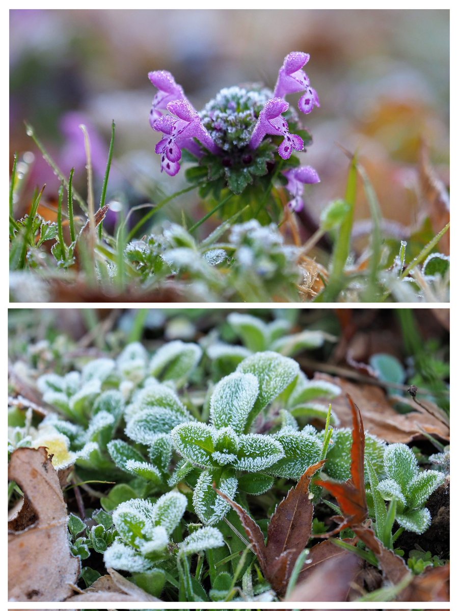 今朝の隠れ家🏡
いつもより暖かい朝のような気がしたけど、裏庭はしっかり霜に覆われていた

凍りつく寒さのなかでも、雑草たちは確実に春が近づいていることを知っているね😀