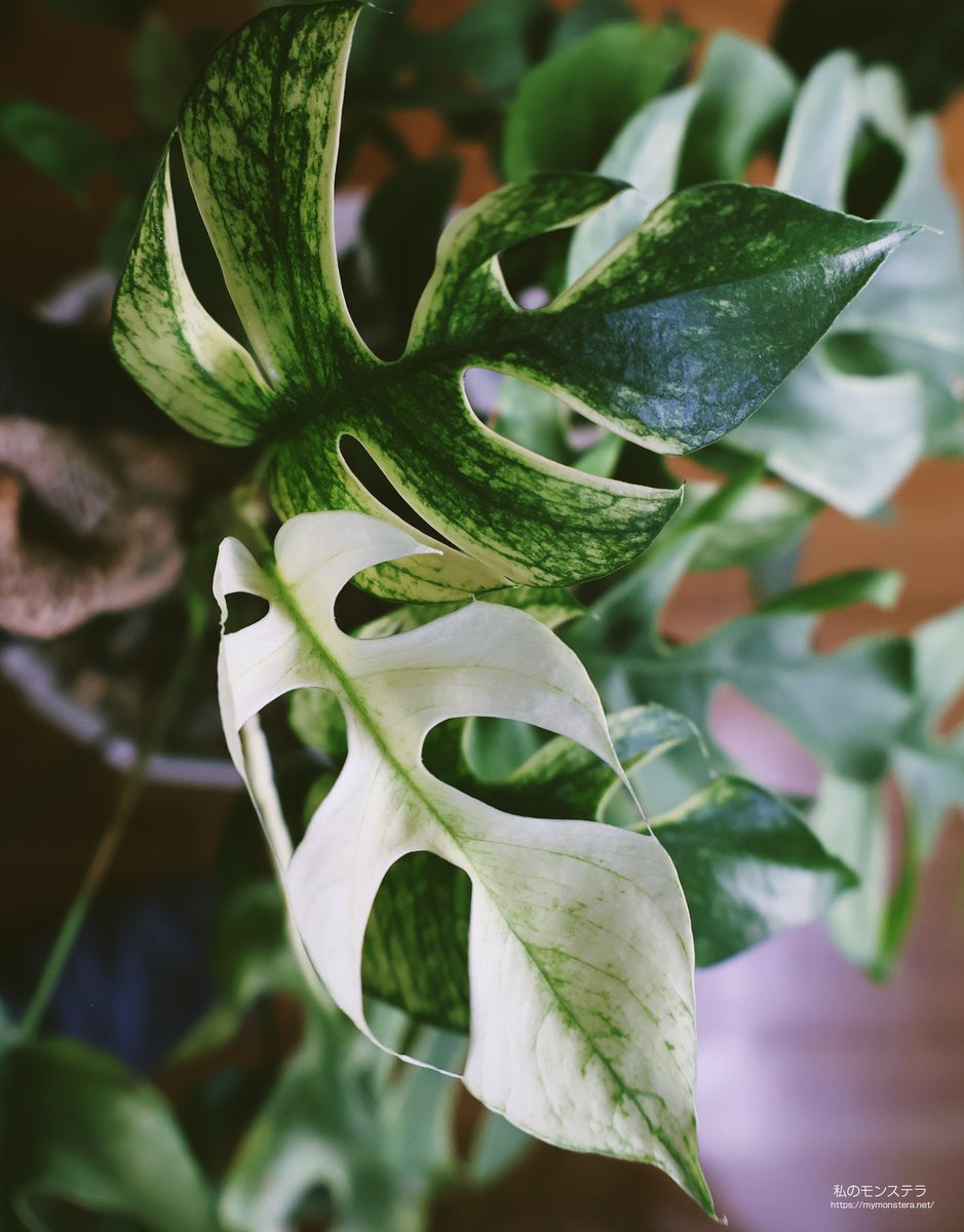 私のモンステラ (@mymonstera) / Posts / X