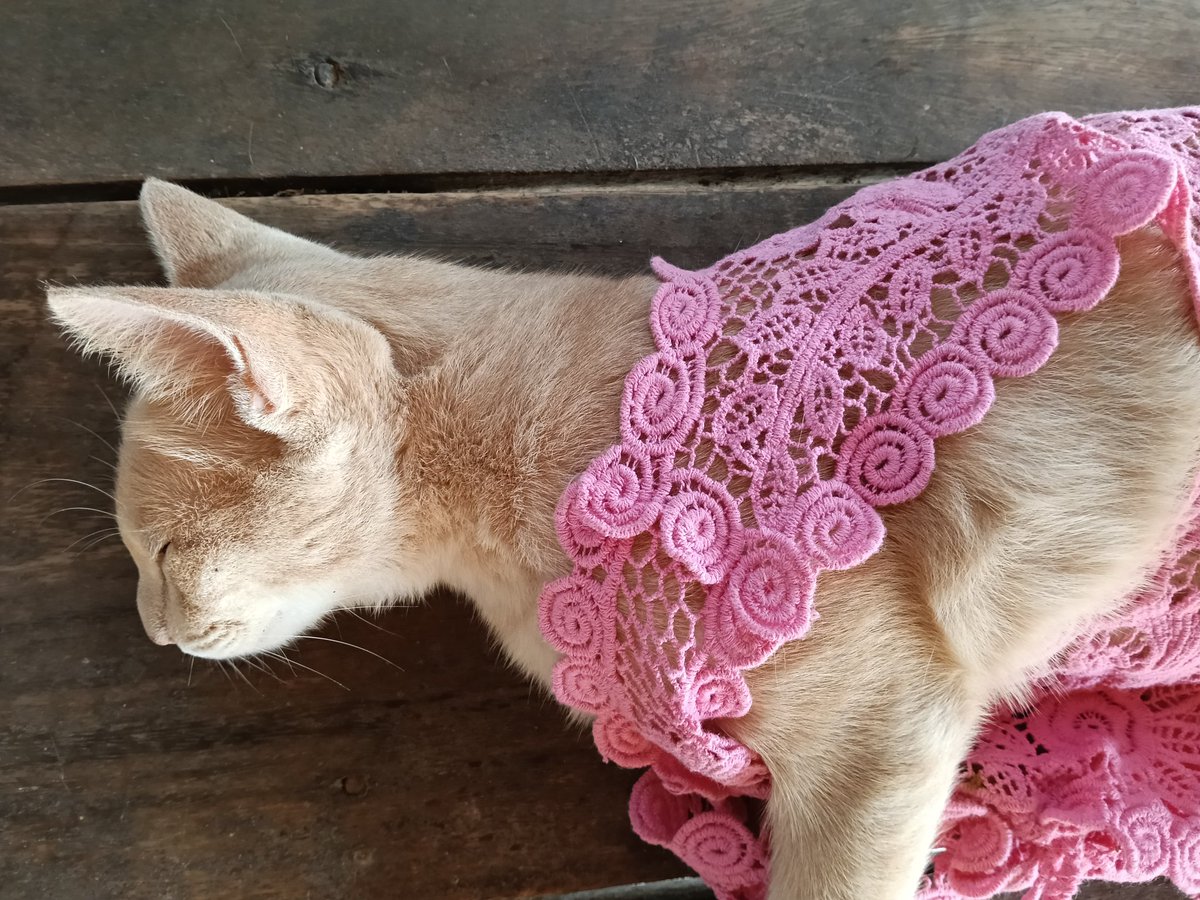 มาแล้ววจ้าา ที่ช้าเพราะต้องรอจังหวะนายแบบหลับลึกซะก่อนค่ะ🫠