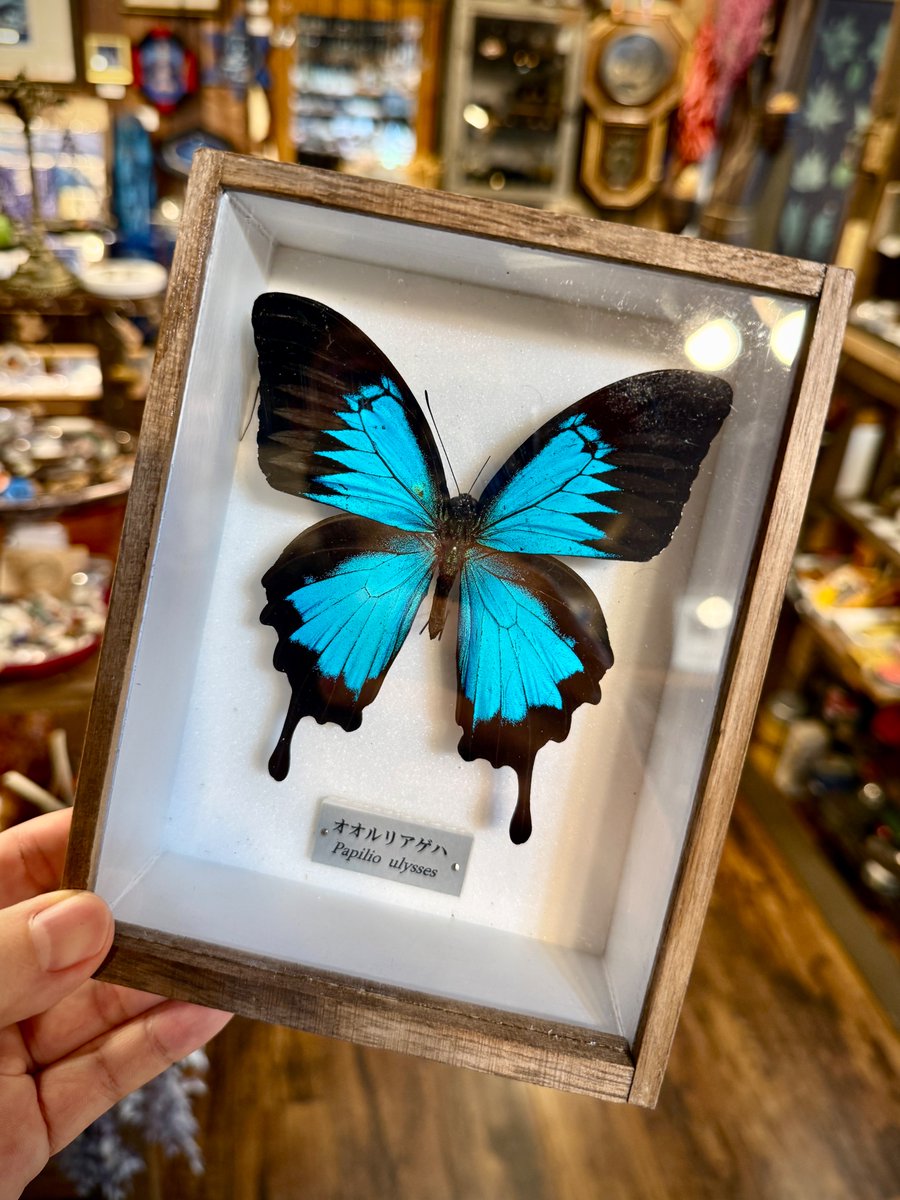 オオルリアゲハの標本🦋