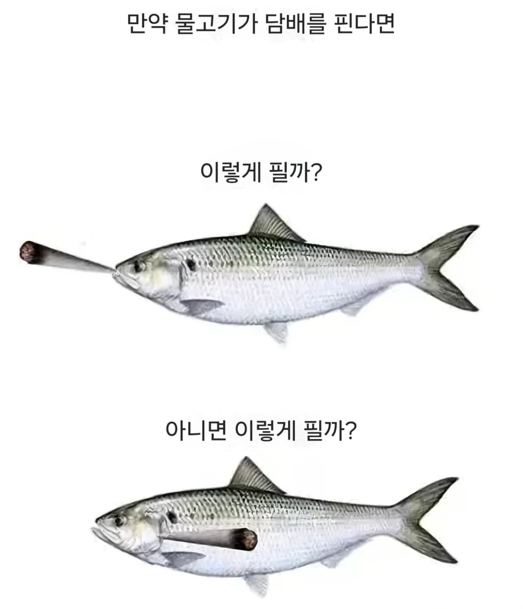 밈 번역계 tweet media
