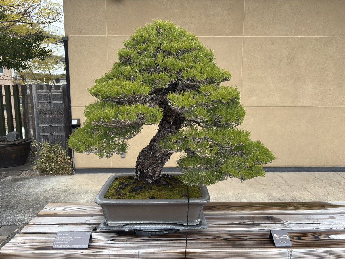 The Omiya Bonsai Art Museum is well worth a visit, still trying to wrap my head around the fact that some of these trees are hundreds of years old. Great explanations in English and Japanese! (no photos allowed inside unfortunately, they had some stellar examples)