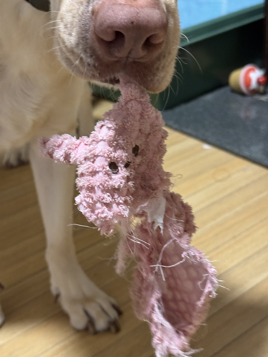 peach88a's tweet image. 新しいおもちゃを進呈。

まぁね、こうなることはわかってたからね。
ボロ布になったオモチャを飲み込んではいけないので回収。

#LabradorRetriever