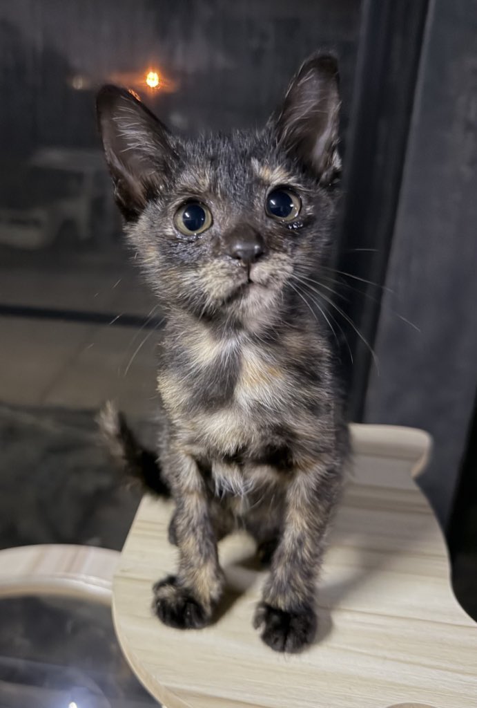 แมวเปรอะแมวที่หาบ้านยากอันดับต้นๆ อยากให้ทุกคนเปิดใจให้กับแมวเปรอะ คุณจะมีแมวที่ลายสวยและเก๋มากแถมยังเป็นลายเดียวในโลกไม่มีใครซ้ำแน่นอน ถ้าลองรักแมวเปรอะแล้วจะถอนตัวไม่ขึ้นเลยจริงๆนะ