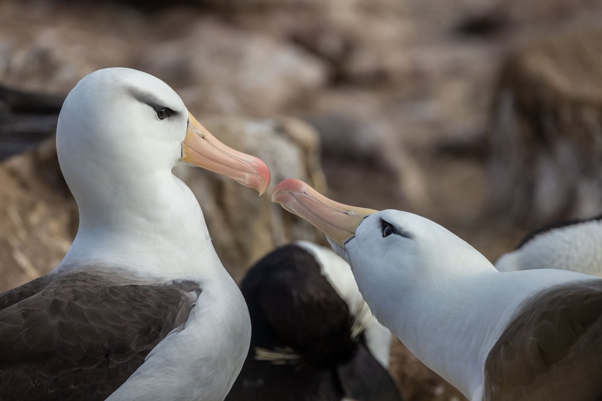 Swan Hellenic tweet media