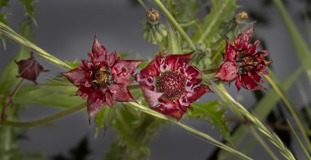 National Plant Monitoring Scheme tweet media