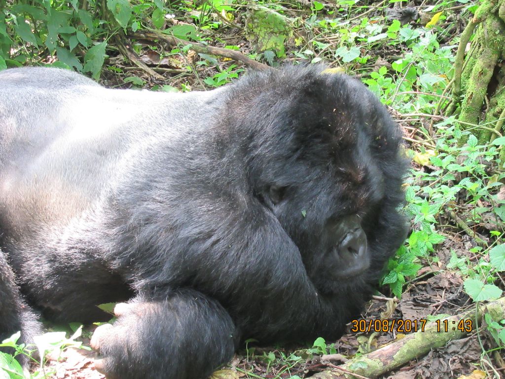 Visit orphaned gorillas at Senkwekwe! 🦍 Support conservation efforts. Book your visit: safariugandasafaris.com/congo-safaris-… #primeugandasafaris #congogorillatrekking #gorillatrekkingincongo #gorillasafaricongo