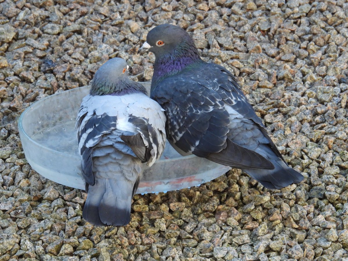 hceedee's tweet photo. Loved up pigeons for #ValentinesDay https://t.co/ermZRiaU2J