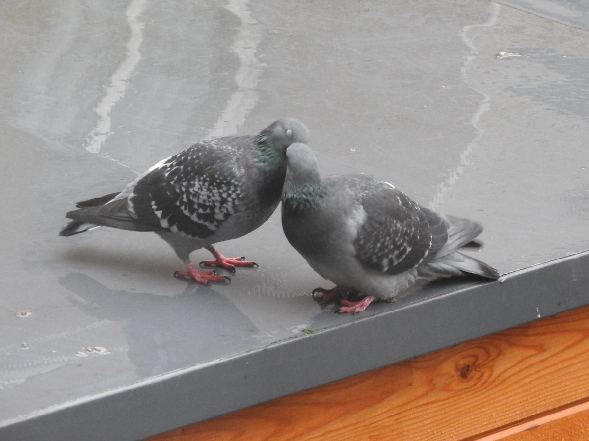 hceedee's tweet photo. Loved up pigeons for #ValentinesDay https://t.co/ermZRiaU2J