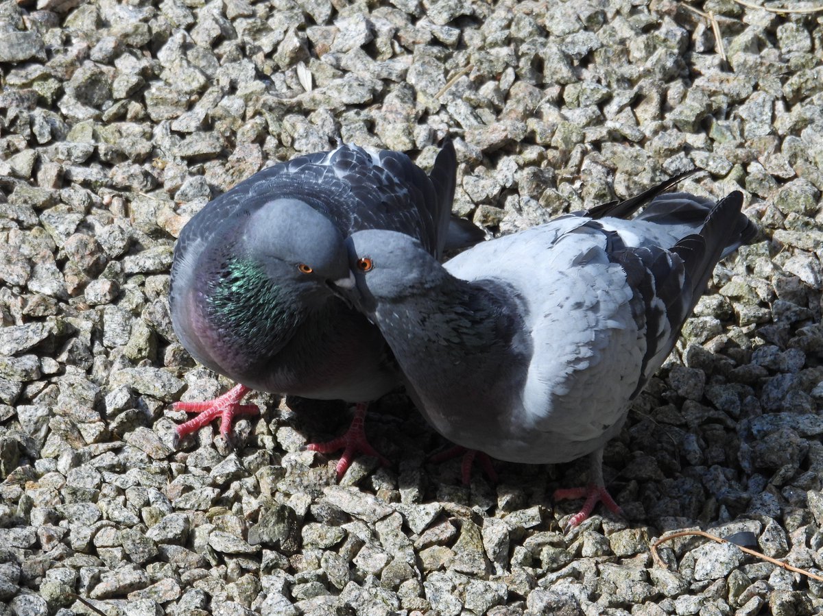 hceedee's tweet photo. Loved up pigeons for #ValentinesDay https://t.co/ermZRiaU2J