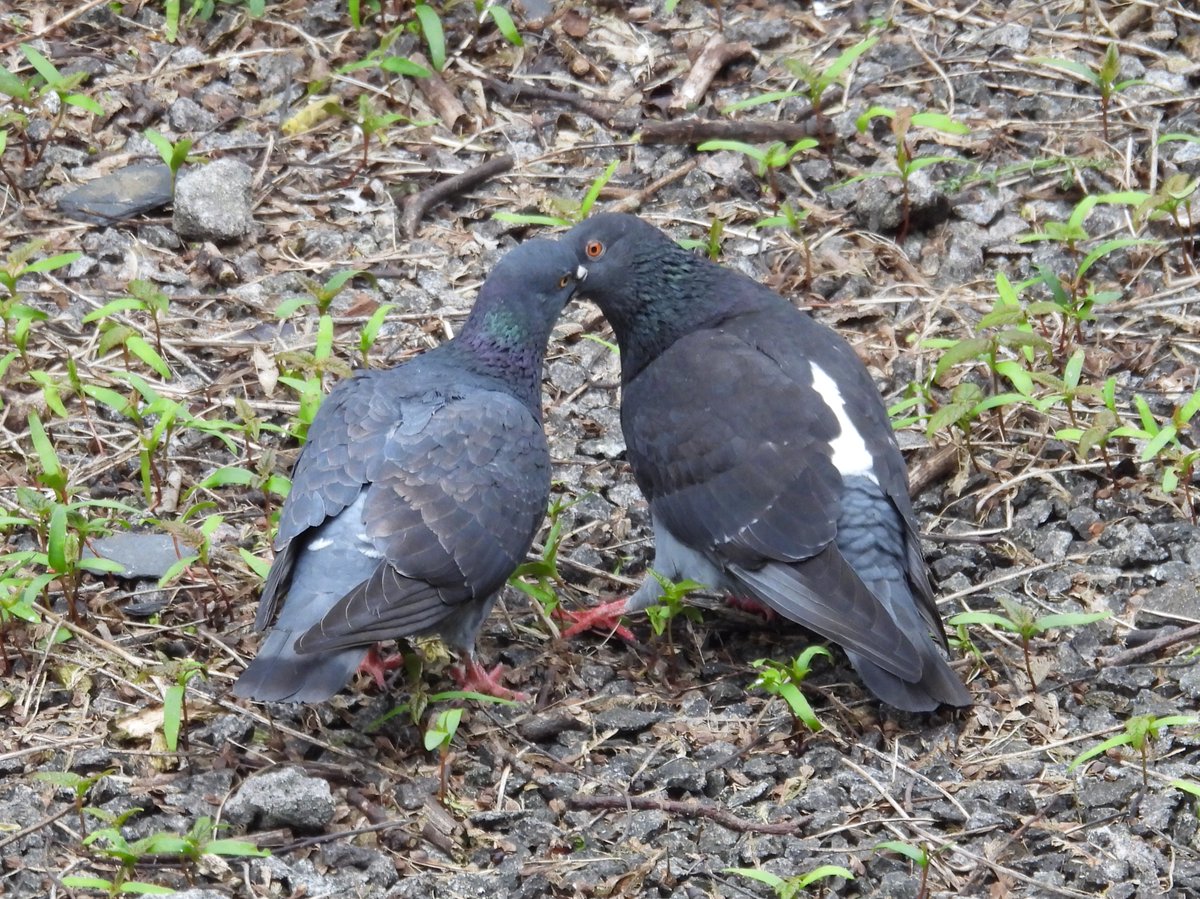 hceedee's tweet photo. Loved up pigeons for #ValentinesDay https://t.co/ermZRiaU2J
