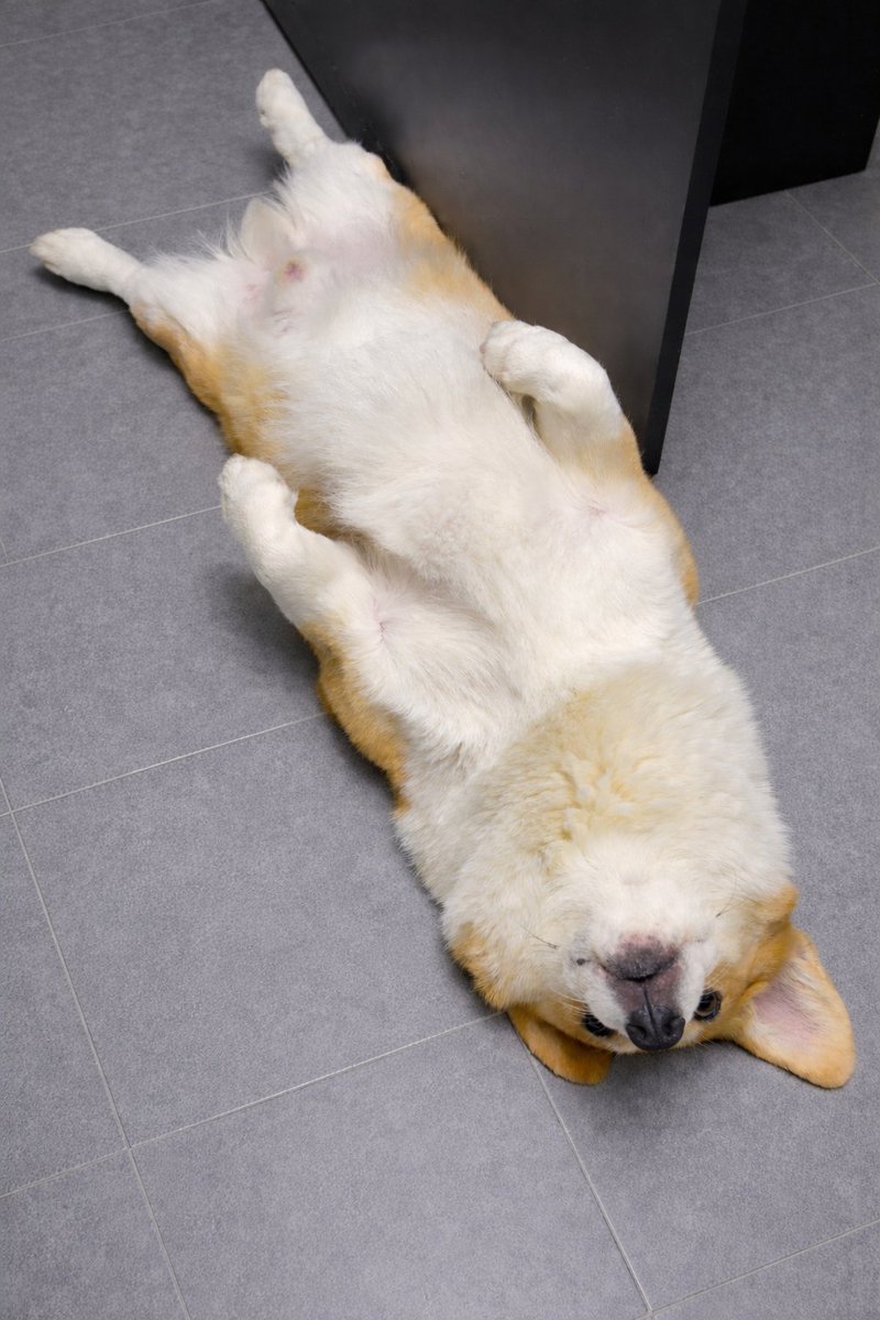 kaveve's tweet image. ラッキーは今日もしあわせ

#DOG
#CORGI
#犬のいる暮らし 
#コーギー