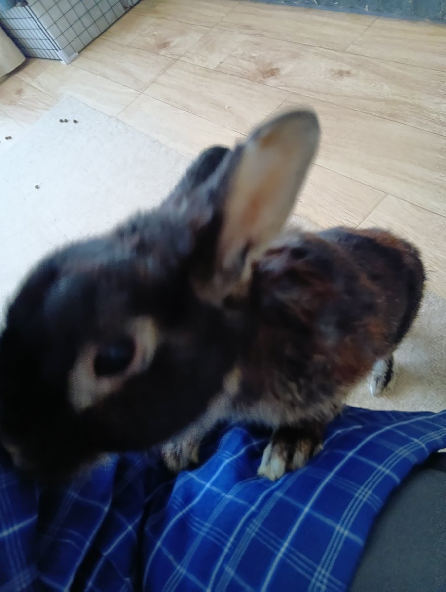 tomokoro56's tweet photo. 🐇写真なんか後で良いから早くよこすのだ！となり君にもあげるのだ！
🐰お兄ちゃんおめでとう🎉ありがとうさぎ
#うさぎがいる暮らし
#ネザーランドドワーフ https://t.co/fq6M31KRUO