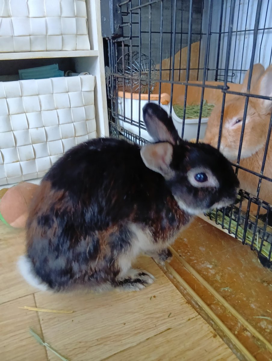 tomokoro56's tweet photo. 🐇写真なんか後で良いから早くよこすのだ！となり君にもあげるのだ！
🐰お兄ちゃんおめでとう🎉ありがとうさぎ
#うさぎがいる暮らし
#ネザーランドドワーフ https://t.co/fq6M31KRUO
