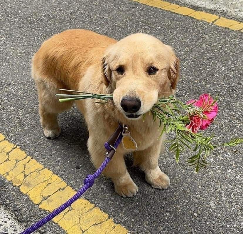หม่ามี๊น้องจี๋เอาดอกไม้แห่งรักมาฝากต้ะ 🐶💘