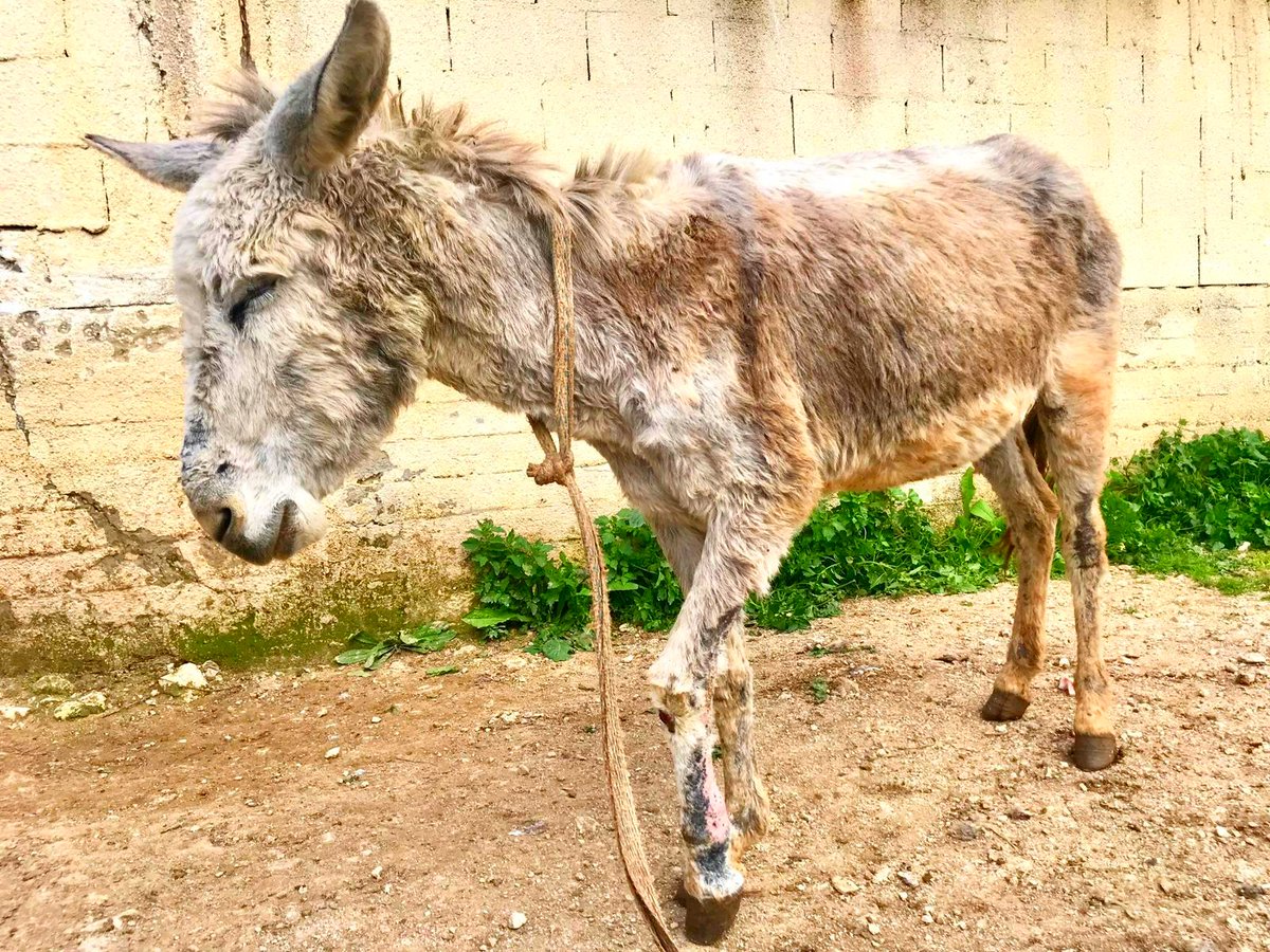 Safe Haven for Donkeys tweet media