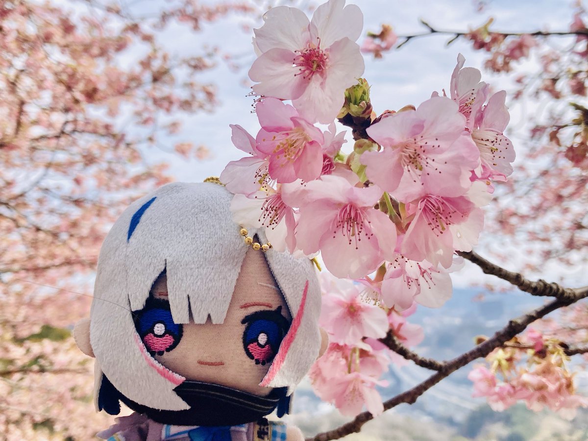 Kiroro60's tweet photo. かなたそ〜
河津桜綺麗だよ〜 https://t.co/EbYa46y7Jl