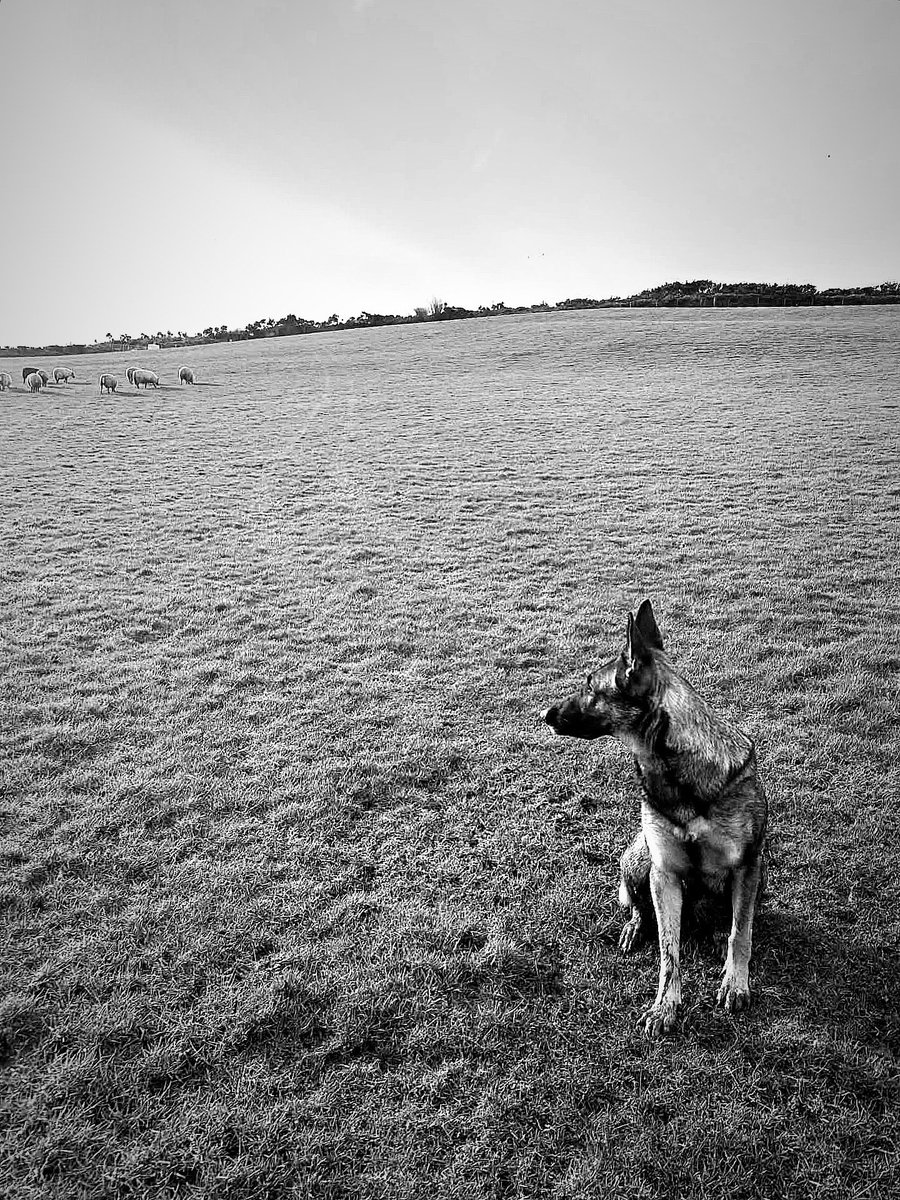 IOM Shepherds tweet media