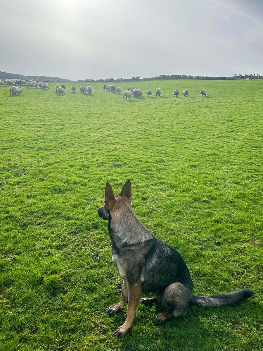 IOM Shepherds tweet media