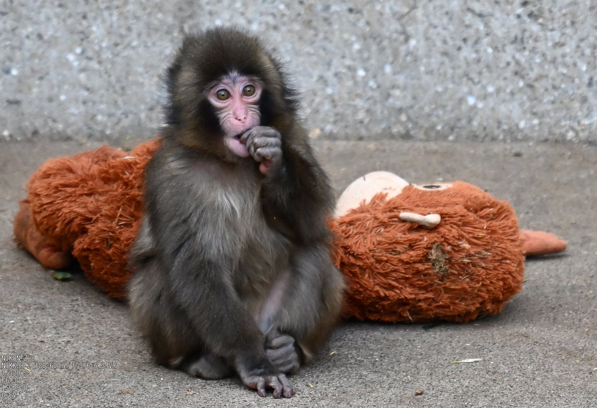 Mrpunk.eth tweet media