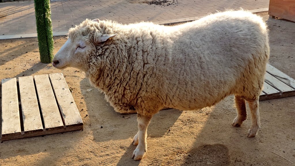 Post by しゃぷ on X: ひつじ