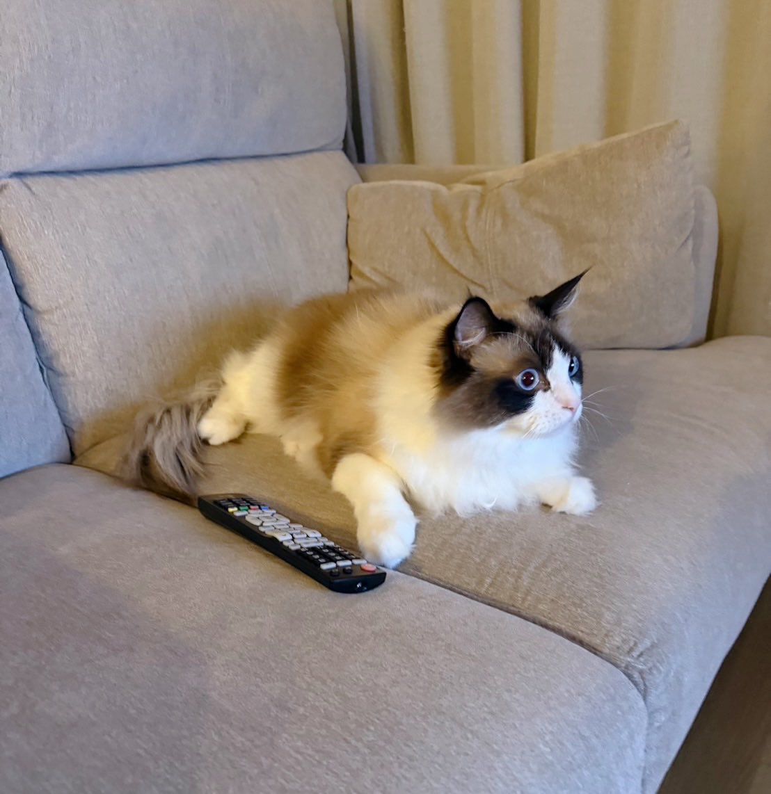 深夜に音がすると思ってリビングに行ったらねこがテレビをつけてソファからオリンピック見てた