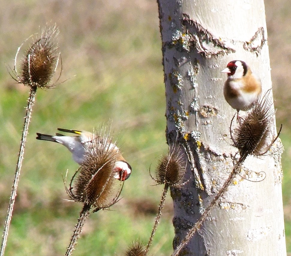 Estos cardos son la despensa de invierno para los jilgueros (Carduelis carduelis). Es sorprendente la habilidad que tienen para extraer las semillas de entre sus pinchos.