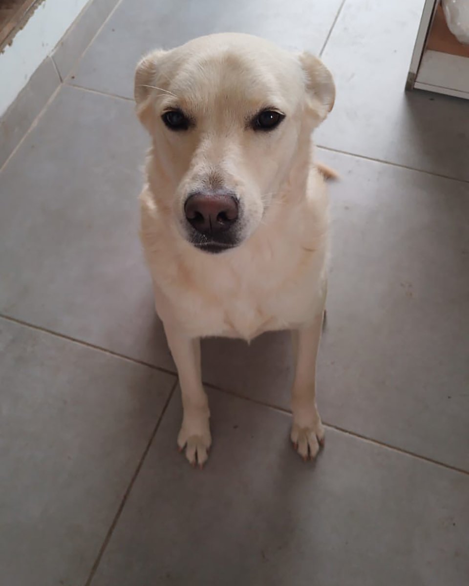 adoptdontshopl's tweet photo. 🐶 FOR ADOPTION 🐶
💛 Simba 💛3-year-old male dog 🐾
Vaccinated &amp; neutered. Very friendly, playful, and full of joy ❤️
Loves to play and be around people 🏡
📲 Contact: 76 430 742
Can’t adopt? Please share!

#adoptdontshop #dogforadoption #foreverhome https://t.co/OjIMGLlJzj