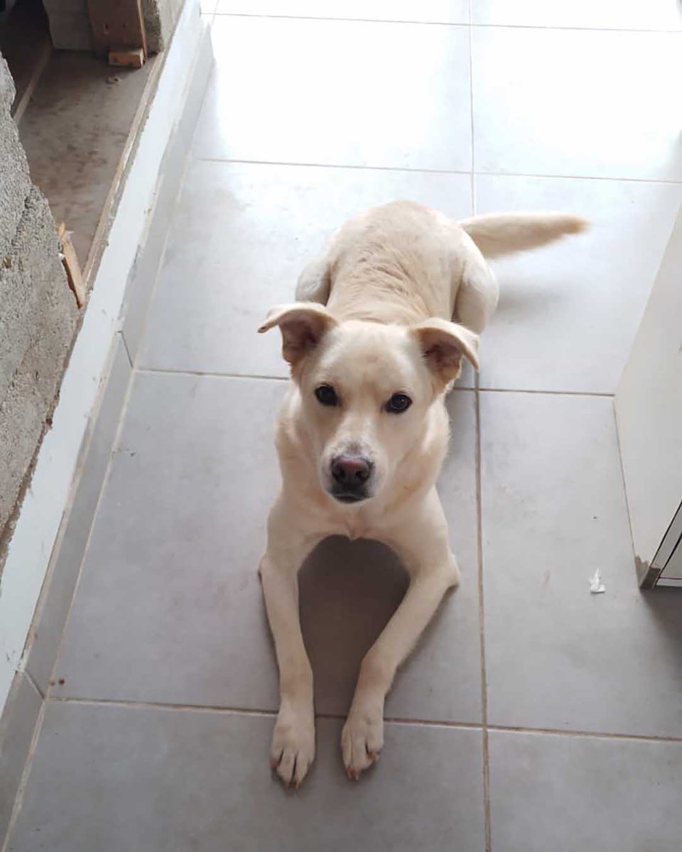 adoptdontshopl's tweet photo. 🐶 FOR ADOPTION 🐶
💛 Simba 💛3-year-old male dog 🐾
Vaccinated &amp; neutered. Very friendly, playful, and full of joy ❤️
Loves to play and be around people 🏡
📲 Contact: 76 430 742
Can’t adopt? Please share!

#adoptdontshop #dogforadoption #foreverhome https://t.co/OjIMGLlJzj