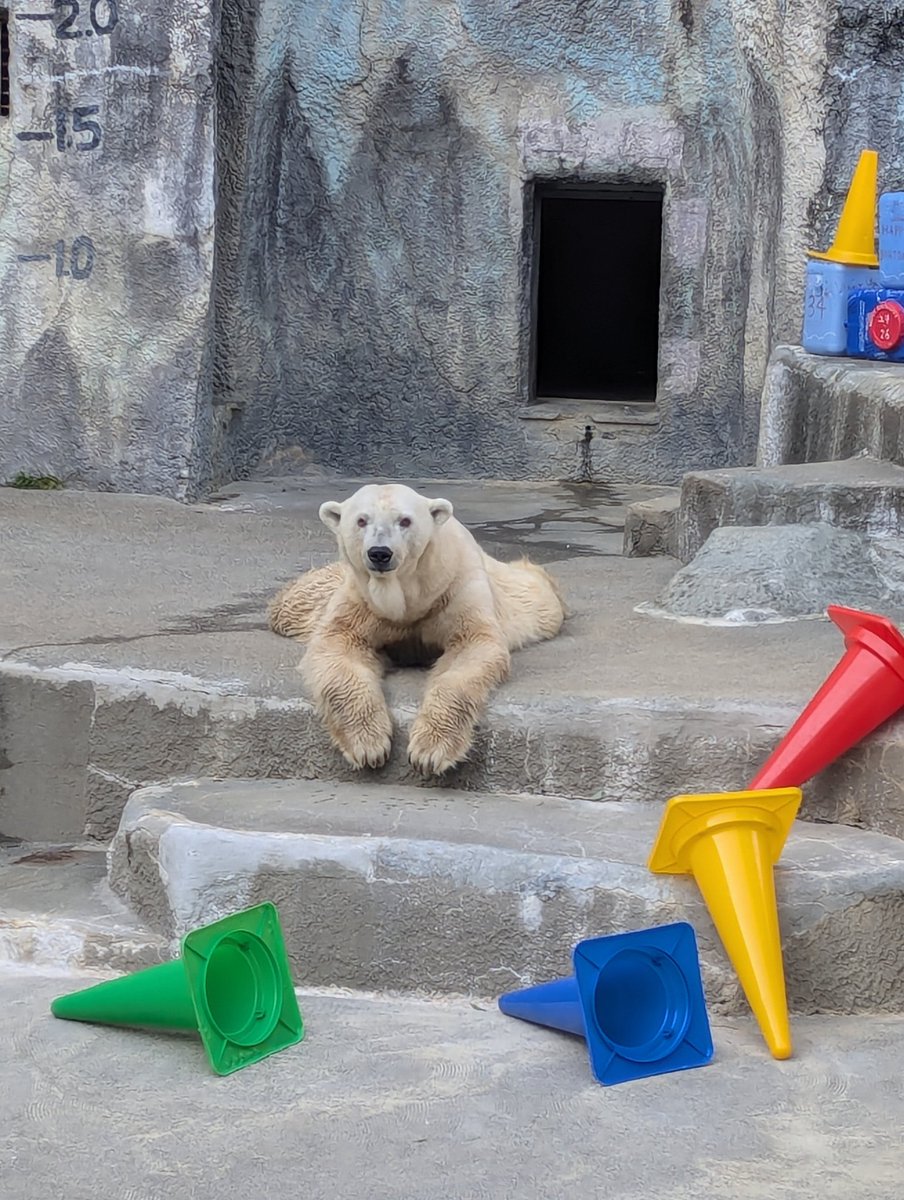 バフィンの体調管理のため🐻‍❄️明日(2月15日)は1日展示を見合わせる場合があります。ご了承下さい。
#浜松市動物園
#ホッキョクグマ