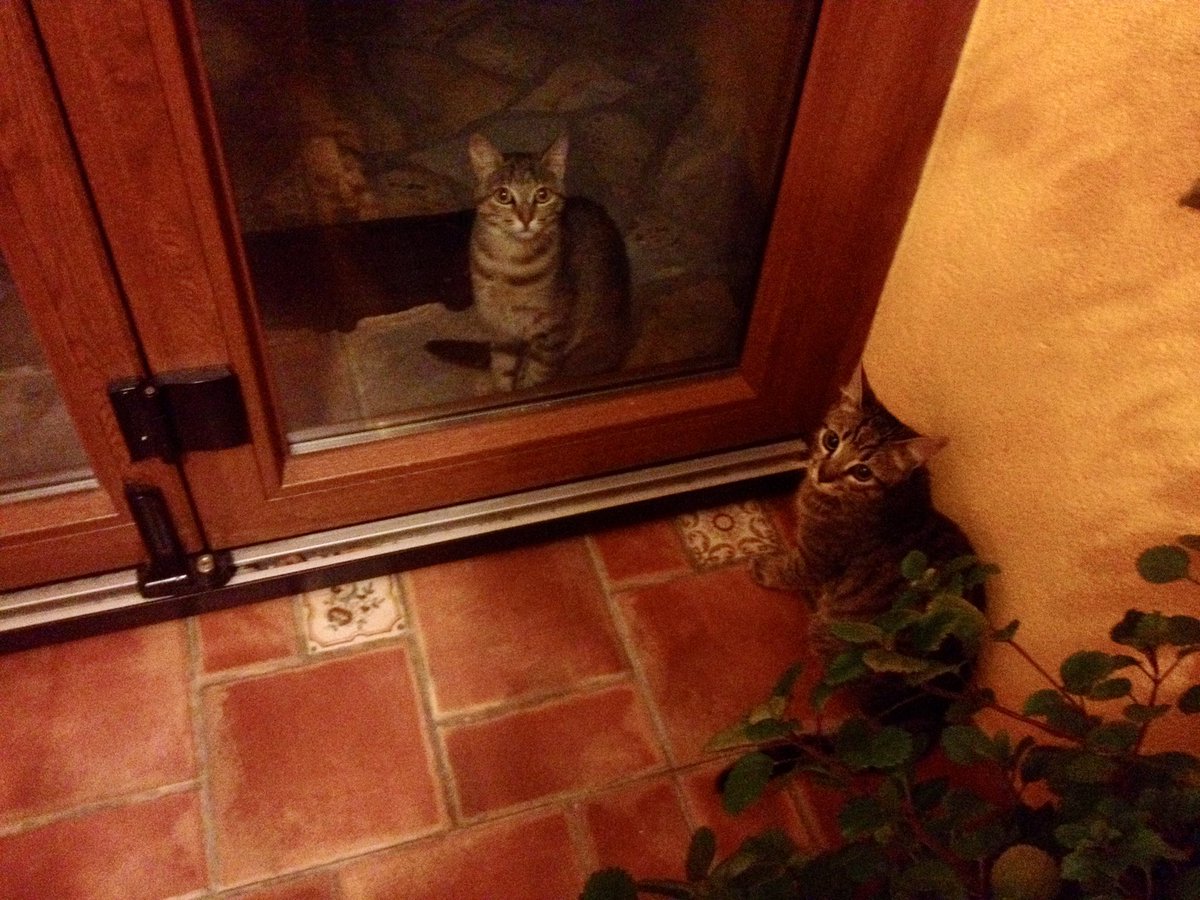 Otoño 2016
En aquel año, a la humana todavía no se le había ocurrido la feliz idea de cerrar el patio para nosotros, asi que todas las tardes, robertita pasaba a verme

#hechoamano #catlover #regalosoriginales #regalopersonalizado