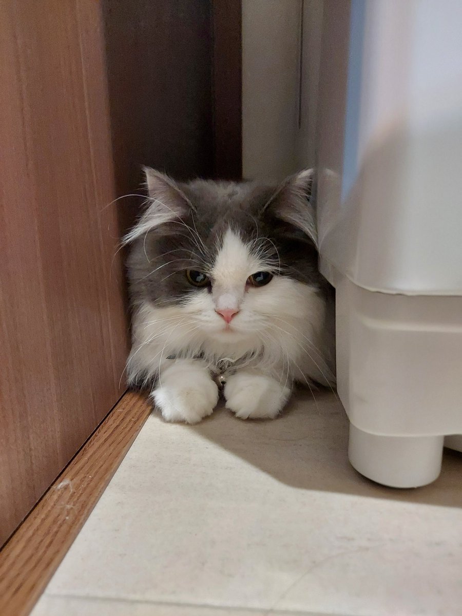 tnoplnos's tweet photo. ずん
ずーん
ずーーん
ずーーーん

#ずん　#ずん猫　#ズンドコ節 https://t.co/mNbKZNg5e4