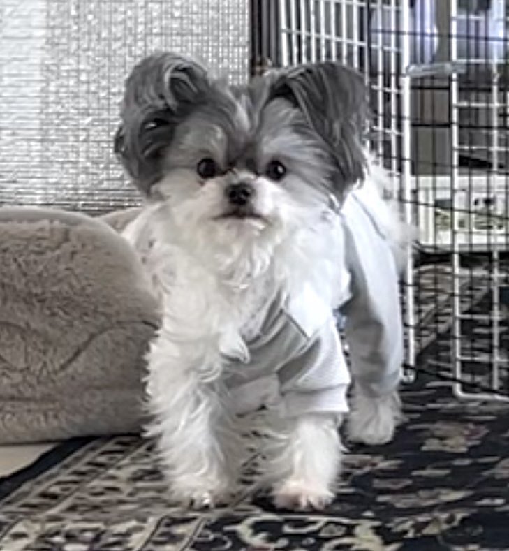 服脱ぎかけ犬、いる〜〜〜〜〜〜〜‼️(嬉)