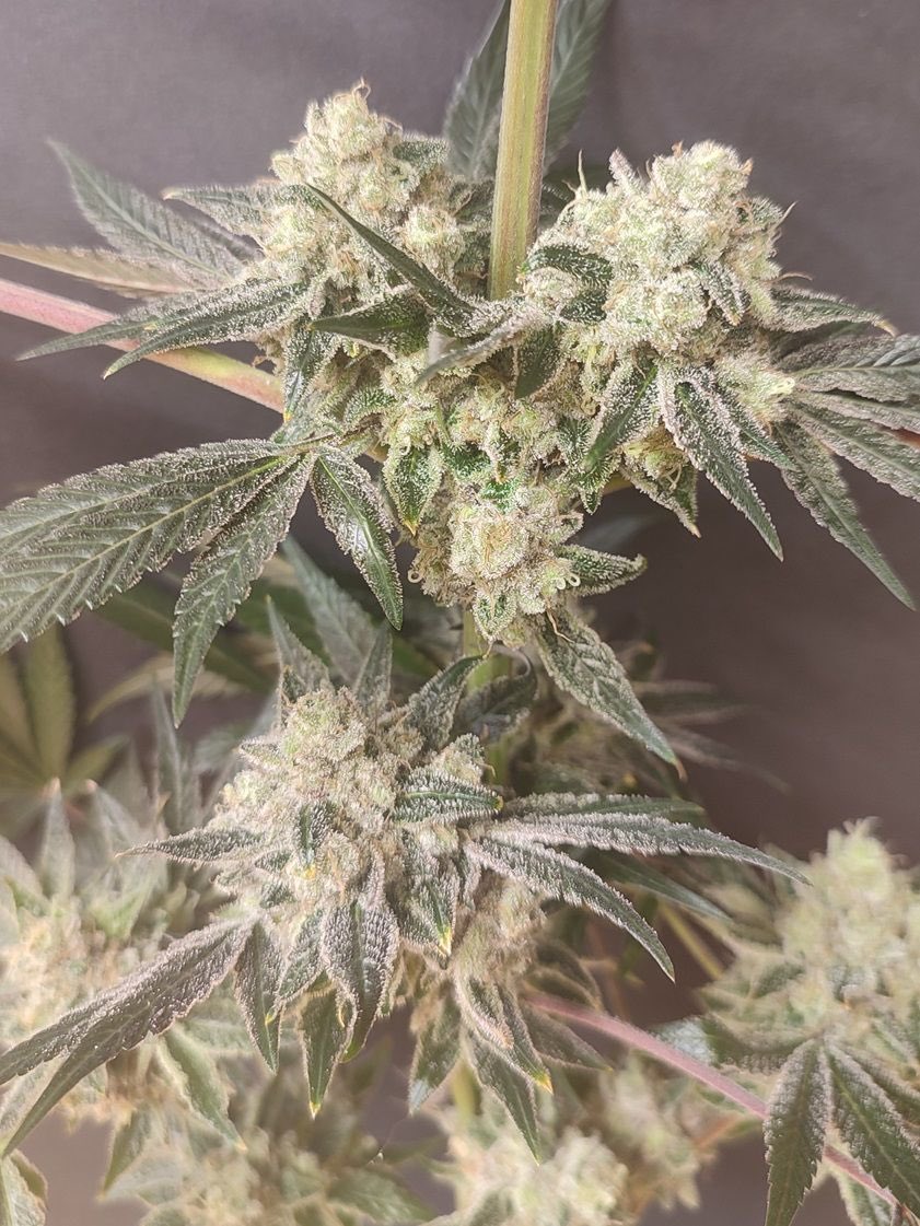 Sementis Seeds tweet media