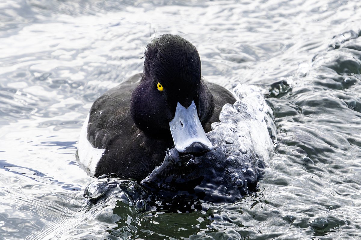 キンクロハジロ君は横波にも強そうです。