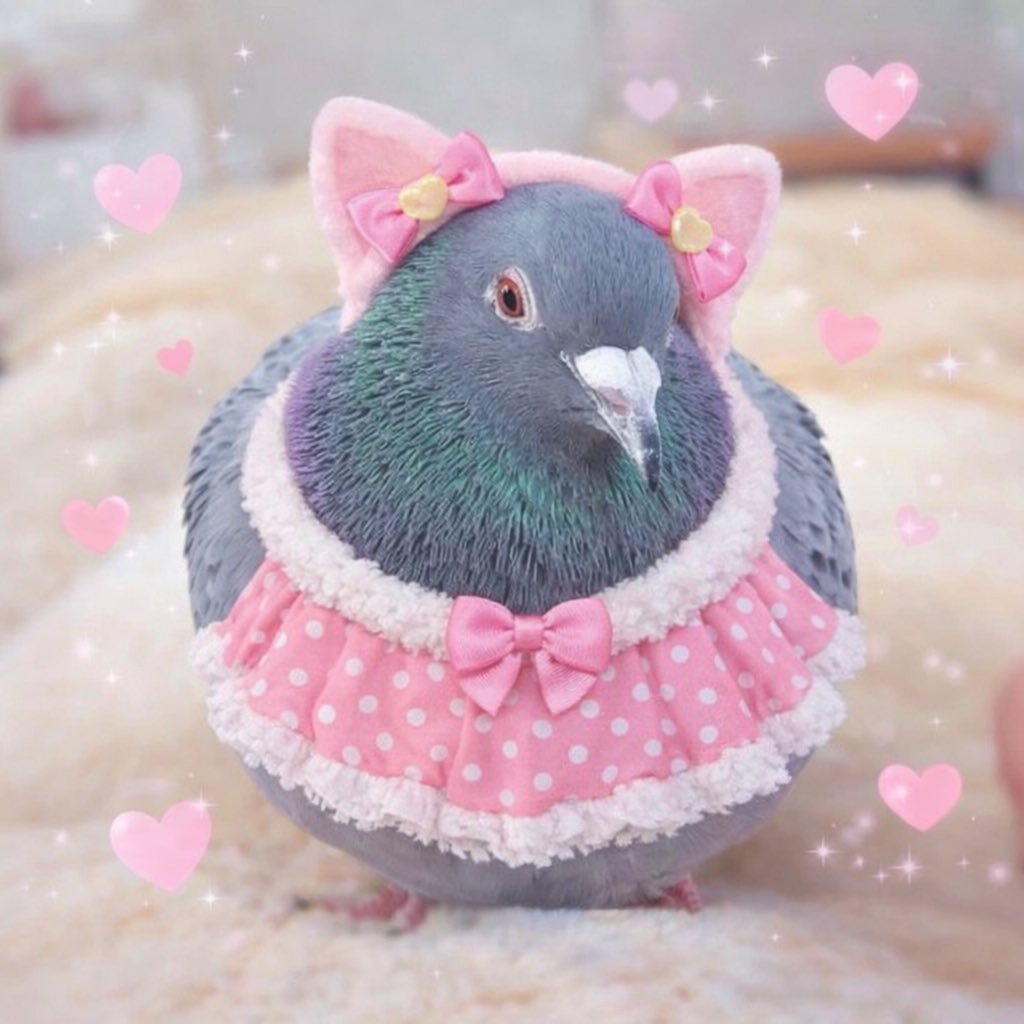 Happy Valentine💝

#鳩のはとのちゃん
#HatonoThePigeon