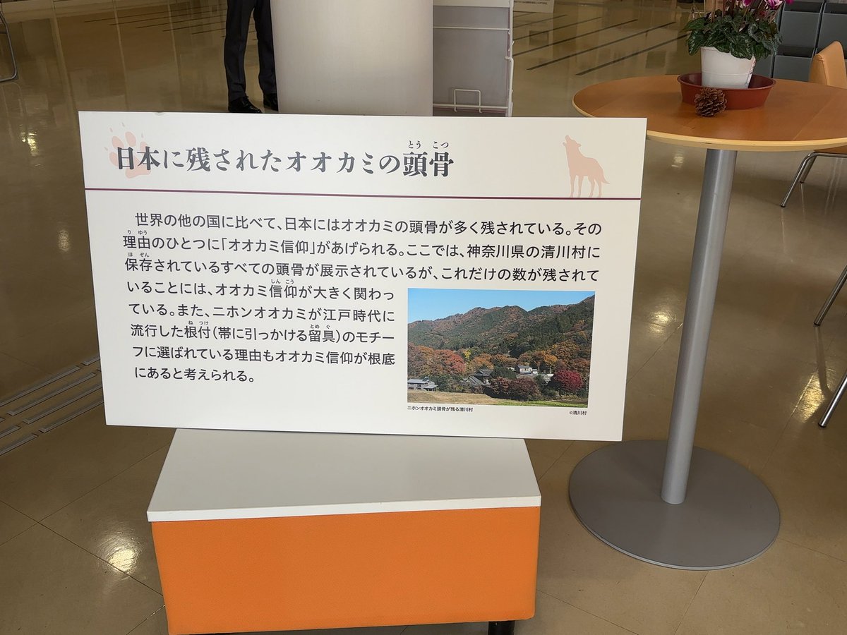 sagami_walker's tweet photo. 清川村で開催されたニホンオオカミの頭骨レプリカお披露目会に行ってきました🐺

丹沢一帯はオオカミへの信仰が盛んな地域だったそうです。特に「子供が夜泣きしている時に枕元にオオカミの頭骨を置く」風習が興味深かったです。
#清川村 #ニホンオオカミ #民俗 https://t.co/EBmfyHXhNA