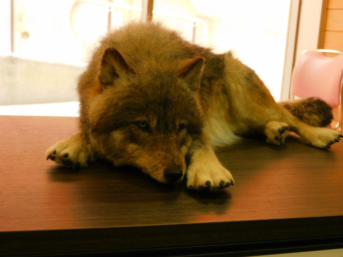 sagami_walker's tweet photo. 清川村で開催されたニホンオオカミの頭骨レプリカお披露目会に行ってきました🐺

丹沢一帯はオオカミへの信仰が盛んな地域だったそうです。特に「子供が夜泣きしている時に枕元にオオカミの頭骨を置く」風習が興味深かったです。
#清川村 #ニホンオオカミ #民俗 https://t.co/EBmfyHXhNA