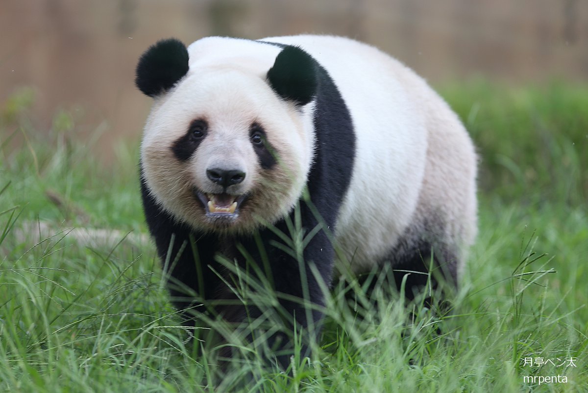 レイレイ 2025.10.03 #上野動物園