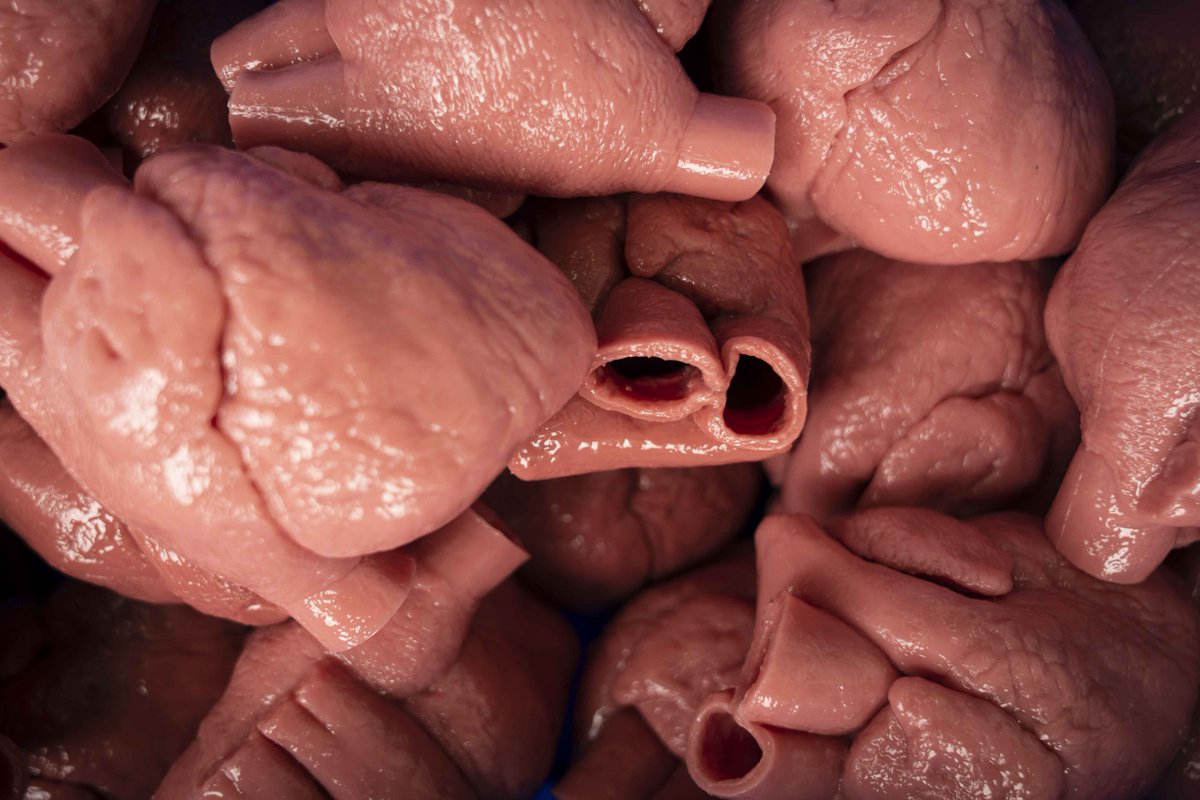 David Nott Foundation tweet media