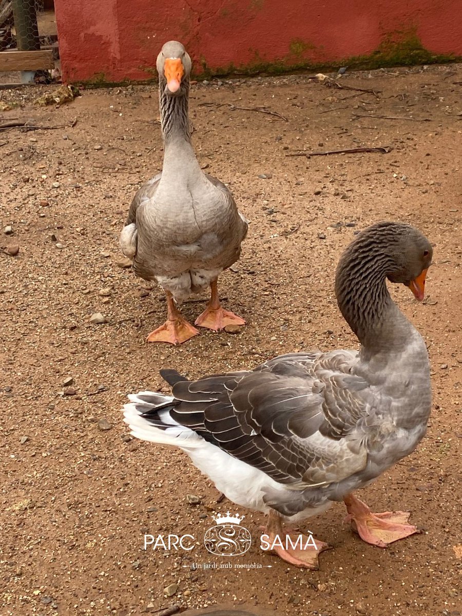 ParcSama's tweet photo. Sabies que les famílies de les #Oques 🪿 sempre estan molt unides?
Formen parelles de per vida.
Des del #ParcSamà celebrem el dia dels enamorats 💞
#Biodiversitat #Aux #EducacioAmbiental https://t.co/nDLifV08eH