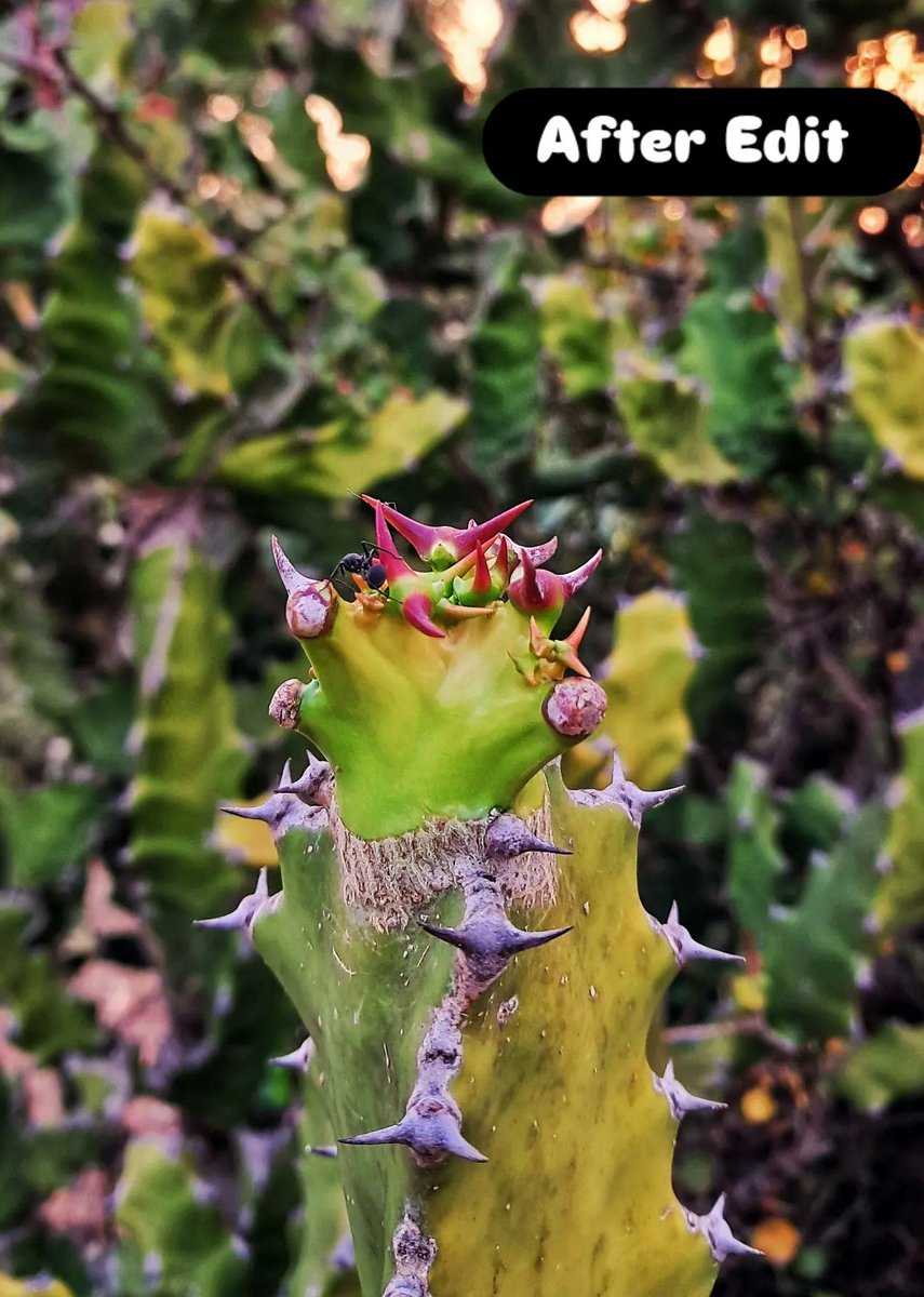 IamSriSudharsan's tweet image. Cactus 🌵 

Before and After Edit 

Which image looks good?

#Cactus #Plant #NatureLovers #Photography #Saturday