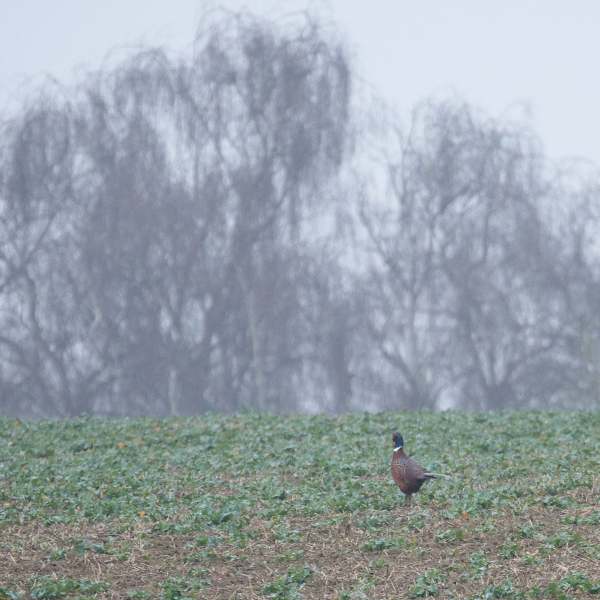 swaninga_fotos's tweet photo. Warten auf den Frühling. Heute schon wieder dunkelgrau und regnerisch 🙄 #Natur #Fasan #pheasant #TwitterNatureCommunity https://t.co/6exPRuFmMO