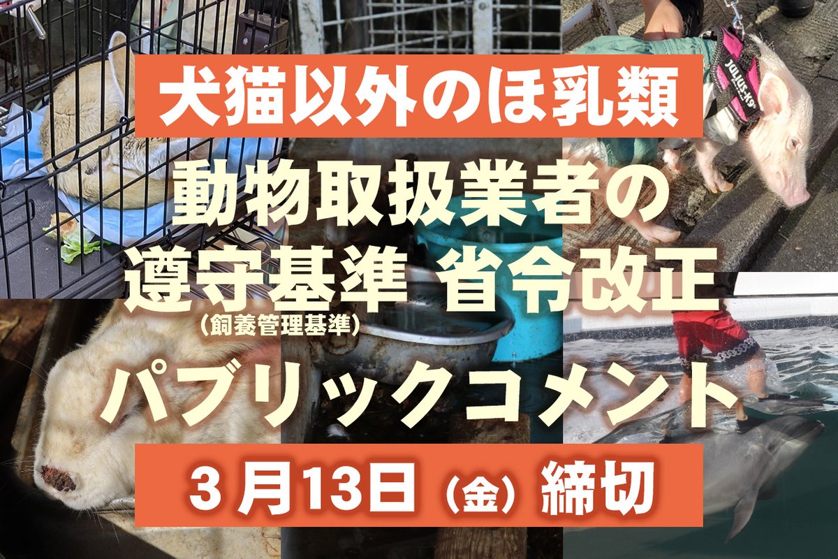 動物取扱業者に遵守が義務づけられている飼養管理基準の改正についてパブリックコメントが始まりました。

対象は犬猫以外の哺乳類。
ショップや動物展示施設の改善に関係する大事な #パブコメ です。

３月13日（金）締切
（メールフォームからの送信は3月14日0時0分まで）
public-comment.e-gov.go.jp/pcmSp/1031?CLA…